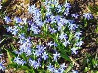Scilla siberica