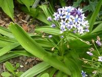 Scilla peruviana