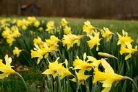 Narcissus