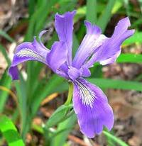Iris douglasiana