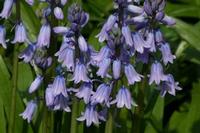 Hyacinthoides hispanica