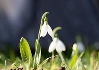 Galanthus elwesii