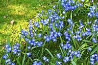 Chionodoxa luciliac