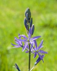 Camassia leichtlinii caerulea