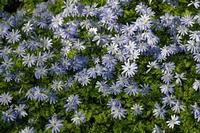 Anemone blanda