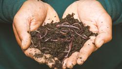 Red wiggler worms turn kitchen scraps into a powerful soil amendment in a vermicomposting system. Photo: Sippakorn Yamkasikorn, Unsplash