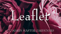 Leaflet MMG-rose-pink