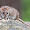 Getting Rid of Rats