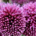 Plant bulbs in fall for spring beauty