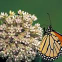 Milkweed for Monarchs