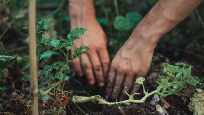 PLANTING tomatoesjonathan-kemper-4z3lnwEvZQw-unsplash