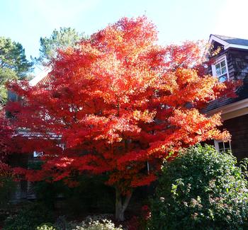 In addition to being a stunning focal point in the garden, trees remove CO2 from the air, store carbon in the soil, and release oxygen into the atmosp