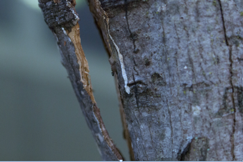damaged tree bark