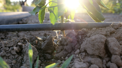 Basics Button Irrigation