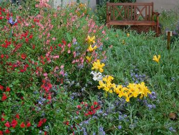 A good variety of plants will support pollinators and beneficial insects. Credit: Kathy Ikeda