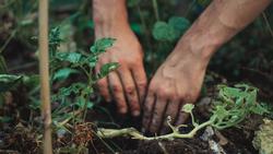PLANTING tomatoesjonathan-kemper-4z3lnwEvZQw-unsplash