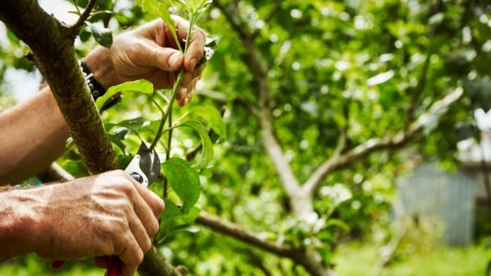 HANDS pruning