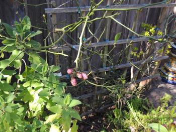 This young Meyer lemon tree was completely denuded by rats. Note the blooms were the first thing the tree pushed out as it recovered.