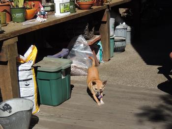 This messy potting bench has some great rat habitat underneath.