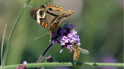 Nectar plants provide habitat for beneficial insects. Image: Richard Hurd, Wiscontext.org
