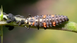Ladybird beetle larva eating aphids. With climate disruption, beneficial insects may not be in sync with their prey.  Photo: Gilles San Martin
