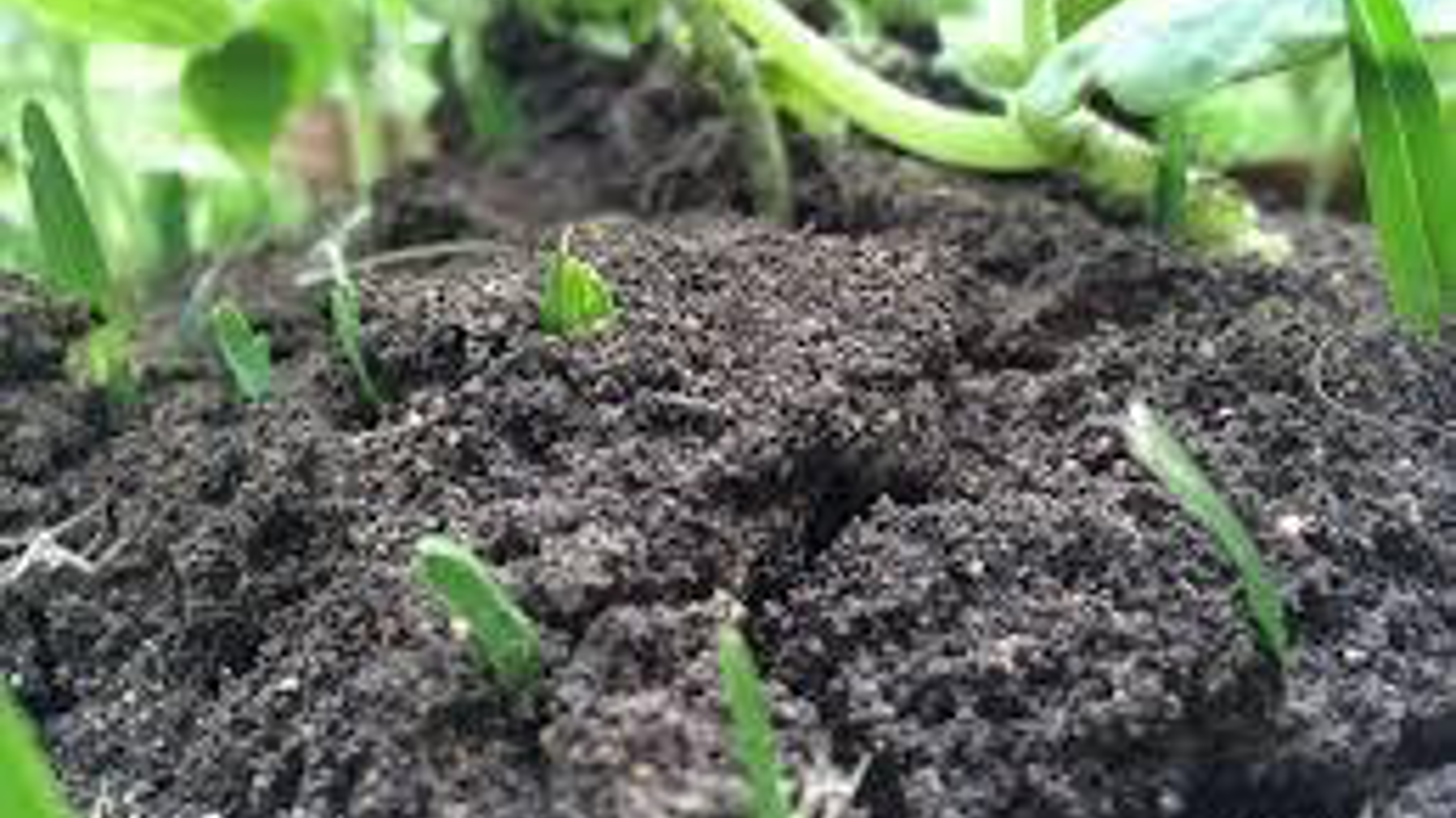 If  your soil isn’t quite what you want, amendments can improve it. Photo, PxHere