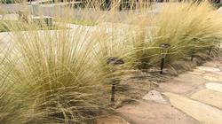Mexican feather grass spreads like wildfire. Photo: UC ANR