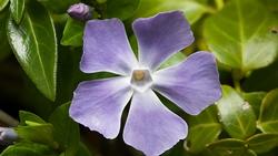Vinca_major_NS