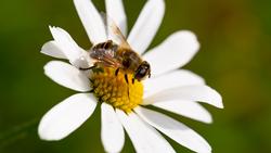 INSECT Bee samer-khodeir-z0CJUmaCZY4-unsplash
