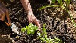 woman-planting-sapling-in-garden-9L3G242