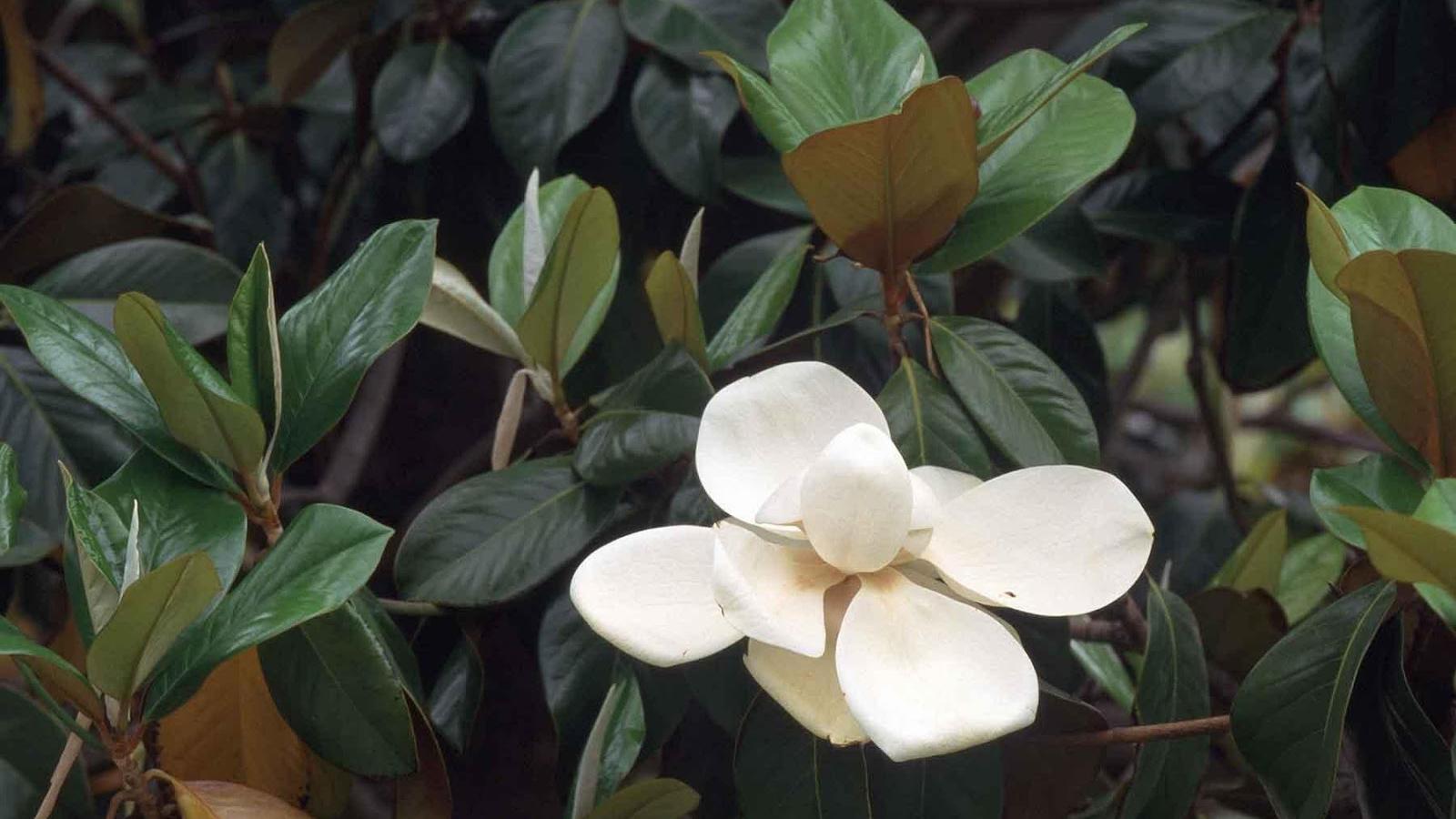 Beetles pollinate while they eat flowers. That's why magnolia petals are so thick.  Photo: Jack Kelly