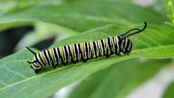Part of having butterflies in your garden is welcoming them in the caterpillar stage when they are eating your plants. Photo: Kathy Keatley Garvey