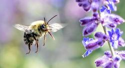 bumblebee