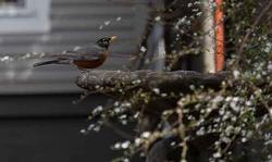 All wildlife needs water, so bring some to your garden.  Photo: Lori Harrington