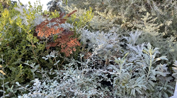 moon garden plants