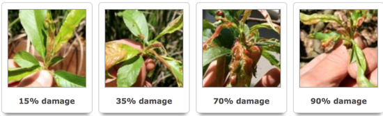 Stages of peach leaf curl