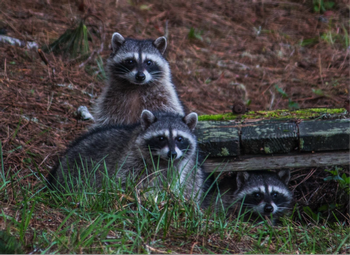 Photo: Karen Gideon