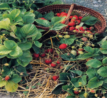 Photo: Anne-Marie Walker, Potager du Roi, Versailles