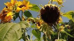 Wilted, drooping leaves are signs of heat stress in plants. Photo credit: Pikist.com