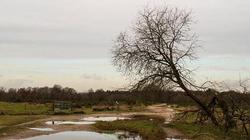 Trees already stressed by drought may not be able to survive flood conditions. Photo credit: Pixabay