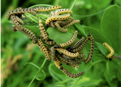 Insects are a clear sign of a cause of the problem. Photo: UC ANR