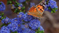 You can help maintain a balanced ecosystem by practicing IPM. Jon Sullivan, Pixnio