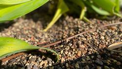 Drip irrigation emitters drip water slowly and directly into soil. It is the most water-conserving method. Photo: L Stiles