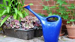 Sometimes a simple watering can will do.  Photo credit: Creative Commons