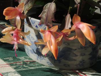 Thanksgiving cactus, also known as Crab Claw Cactus, as evidenced by the little points on the stem segments.