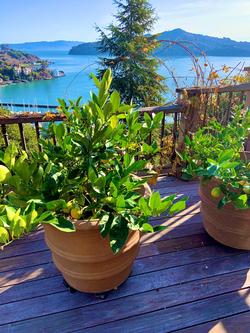 If you have clay or compacted soil consider growing citrus in a container. These pots are on wheels so they can follow the sun throughout the year.