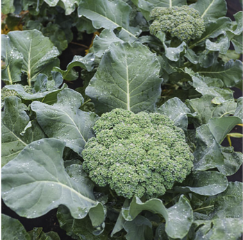 Photo: Guerney’s Seed and Nursery Co.