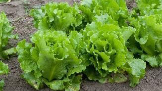 lettuce