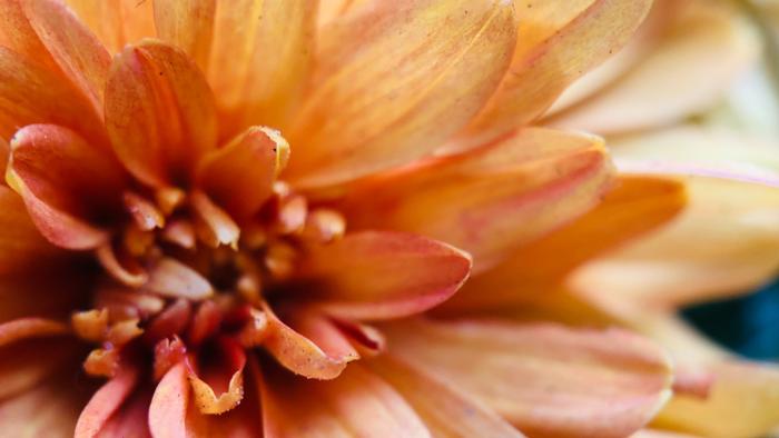 FLOWER Dahlia elisabeth-lee-l-bouFVBIPI-unsplash