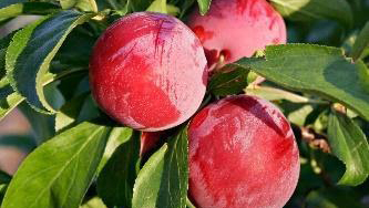 plums